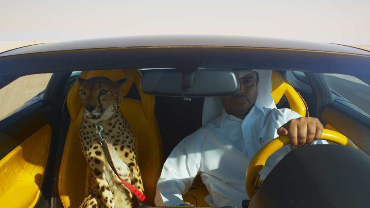 a cheetah and a man in a car